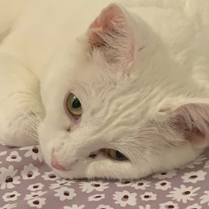 Meet your Posher, Giselle